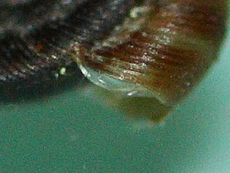 Piccola  ( 2-3 mm)  lumachina da ID